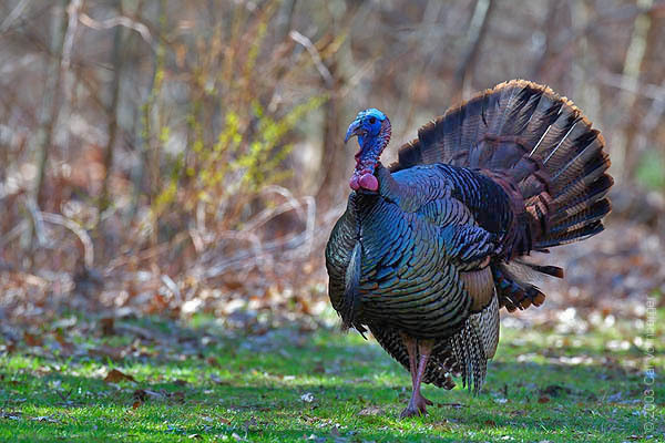 Galliformes