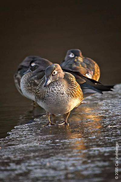 woodducks_females