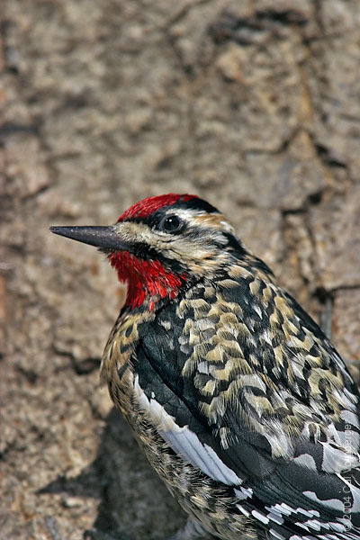 Piciformes