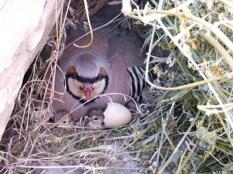 chukar