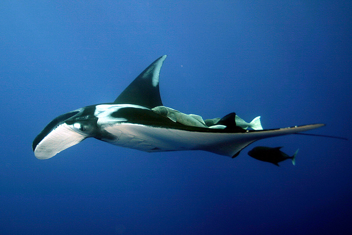 Photo of Manta birostris