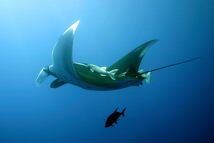 Photo of Manta birostris