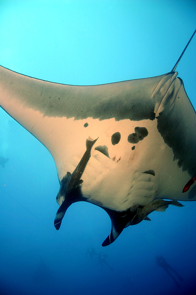 Remora remora