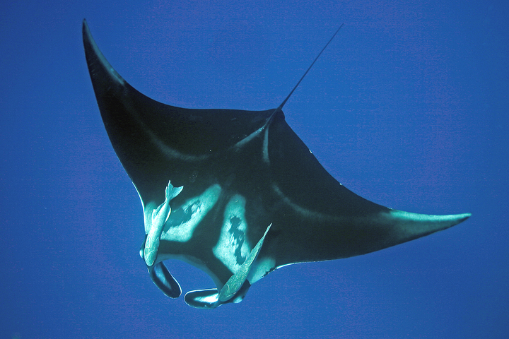 Photo of Manta birostris