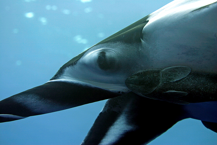 Photo of Manta birostris