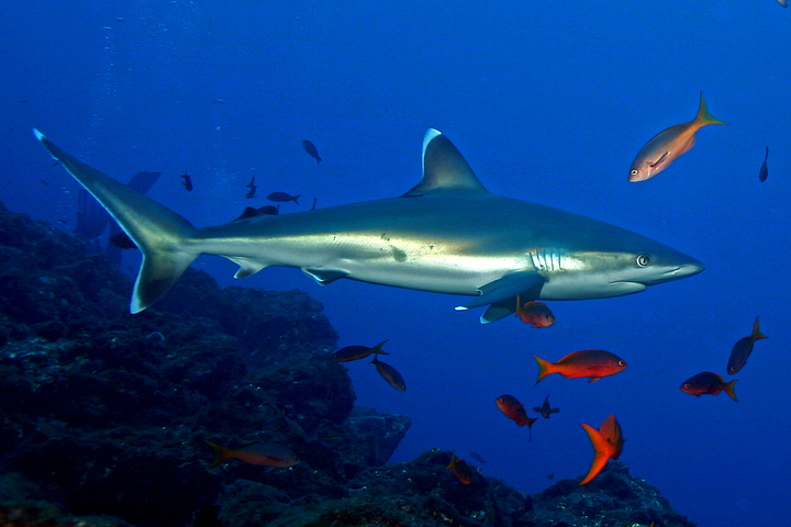 Photo of Carcharhinus albimarginatus