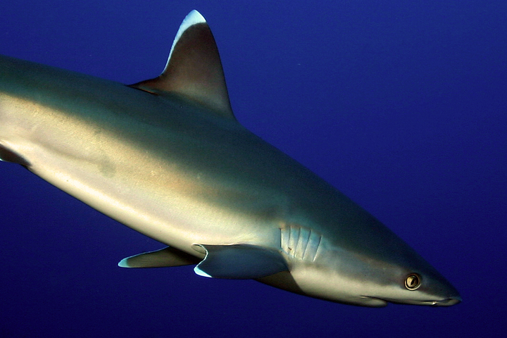 Photo of Carcharhinus albimarginatus