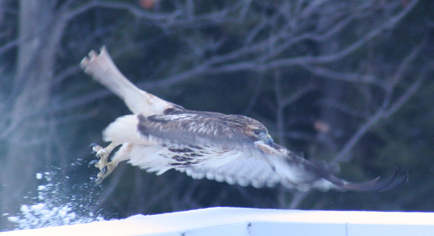 Photo of Buteo jamaicensis