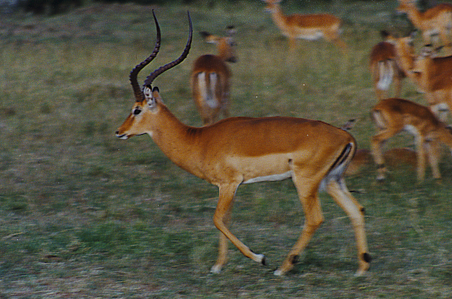 Eumetazoa