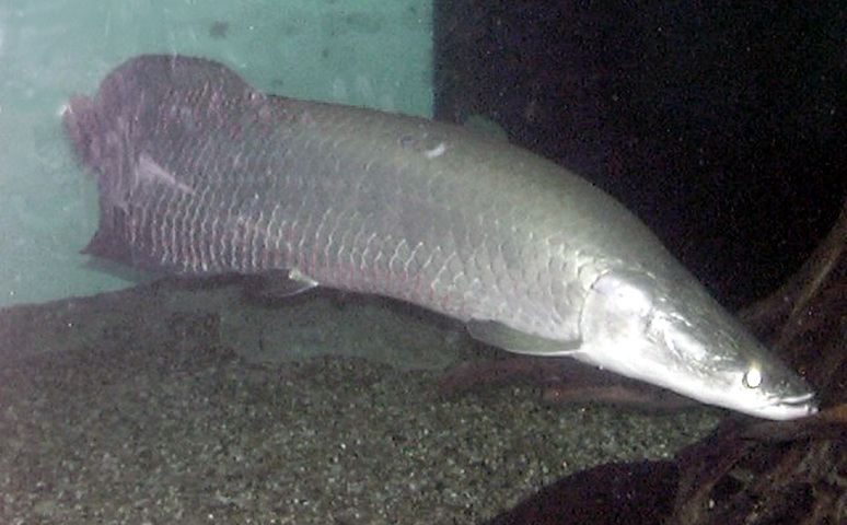 Photo of Arapaima gigas