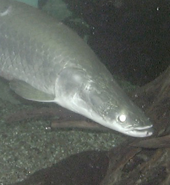 Arapaima gigas