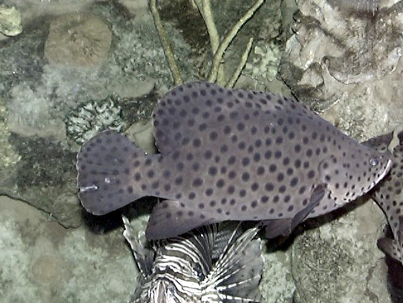 Deuterostomia