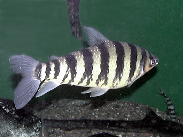 Euteleostomi