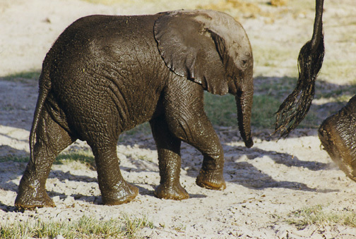 Loxodonta africana