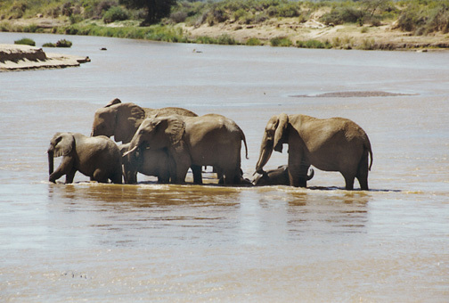 Loxodonta africana