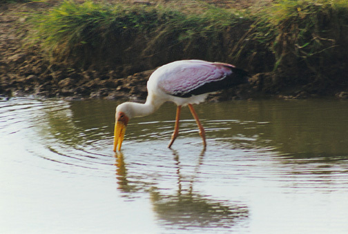 Eumetazoa