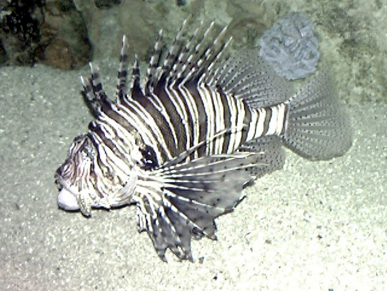 Euteleostomi