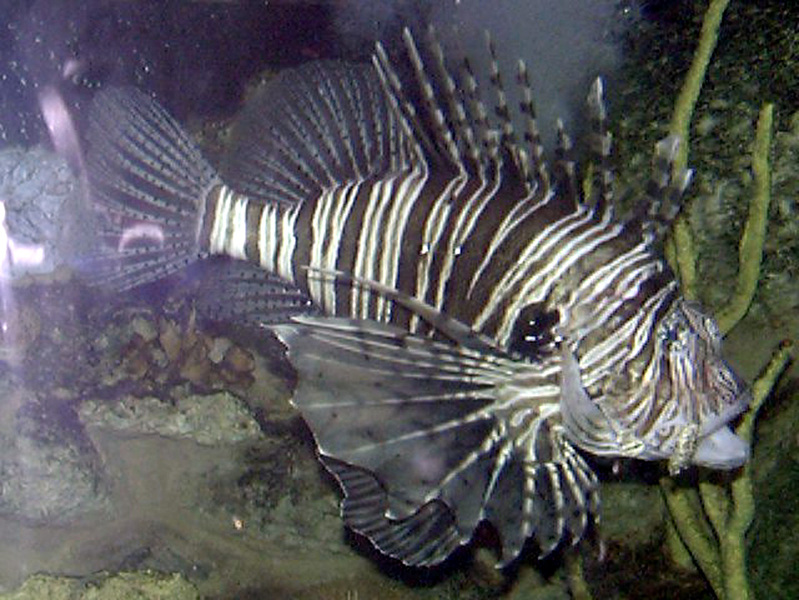 Pterois volitans