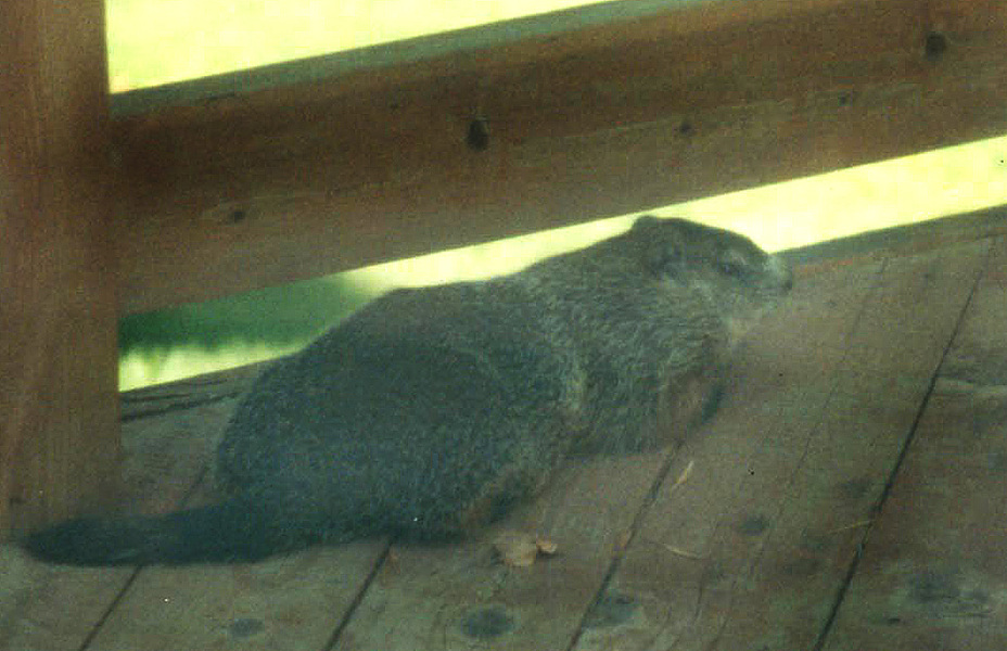 Marmota