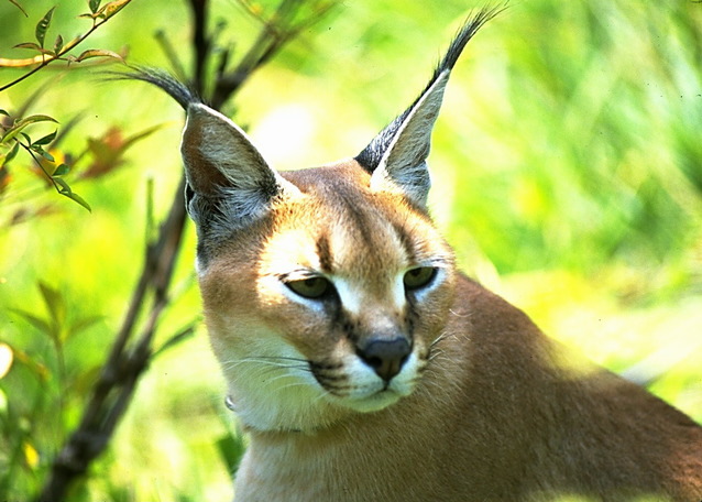 Caracal caracal