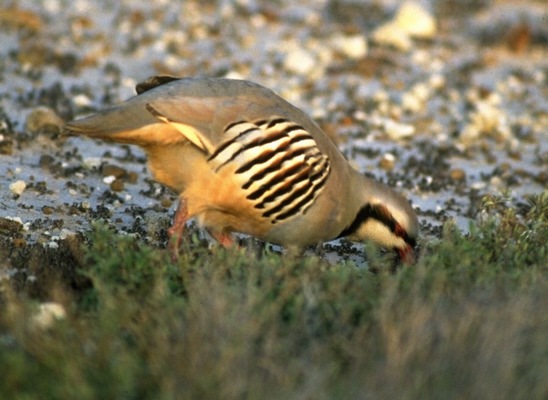 chukar_partridge