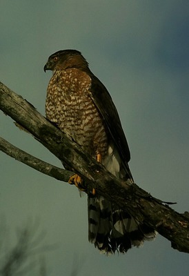 coopers_hawk