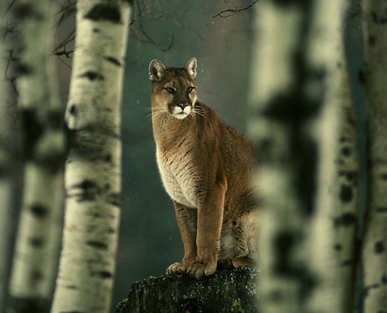 Puma concolor