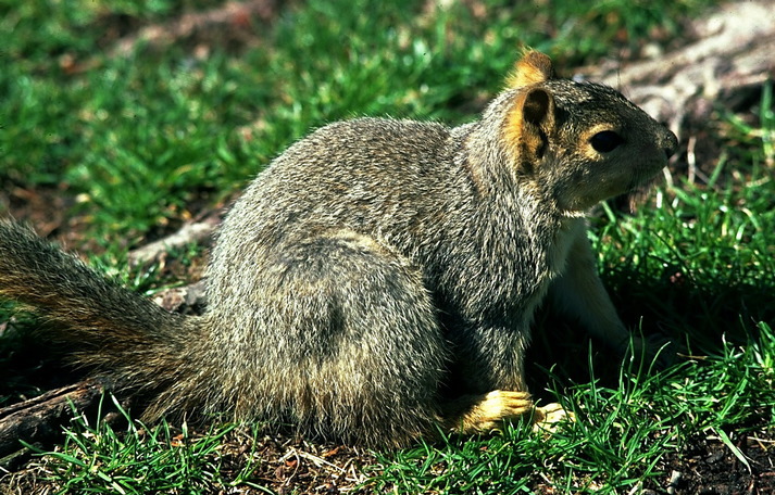 Sciurus niger