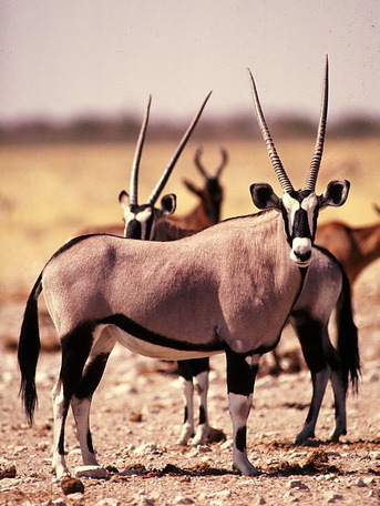 gemsbok