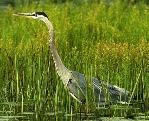 great_blue_heron