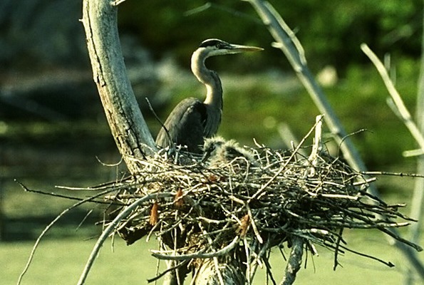 great_blue_heron_nest