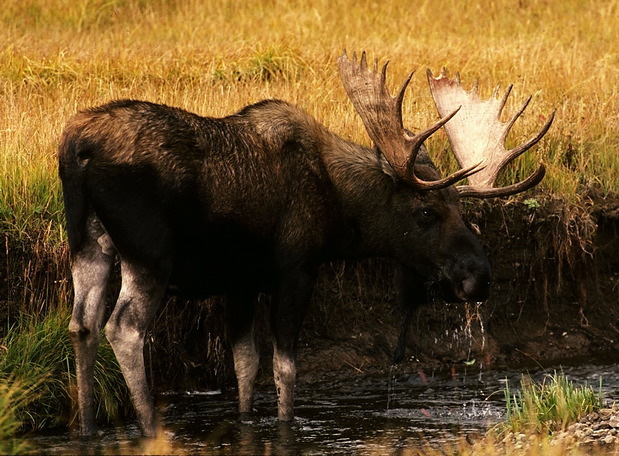 moose_male