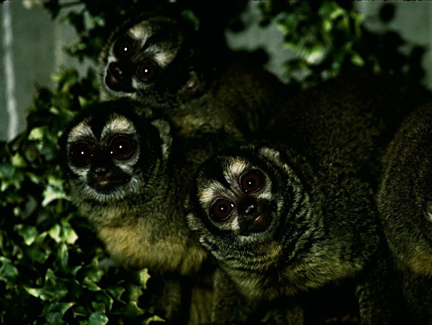 Primates