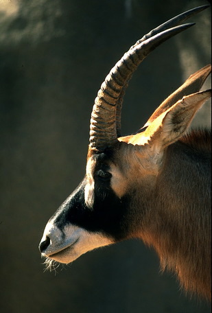 Artiodactyla