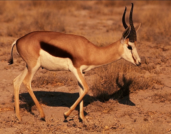 spring_buck