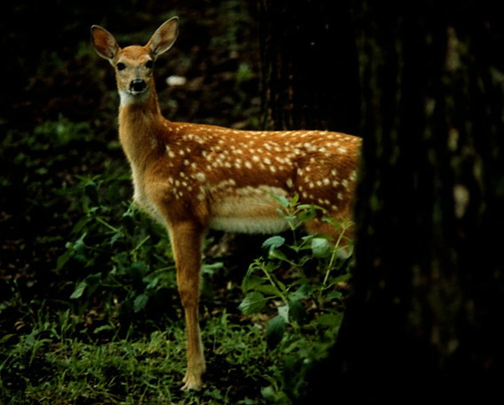 Photo of Odocoileus virginianus