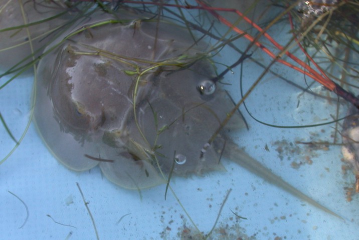 Photo of Limulus polyphemus