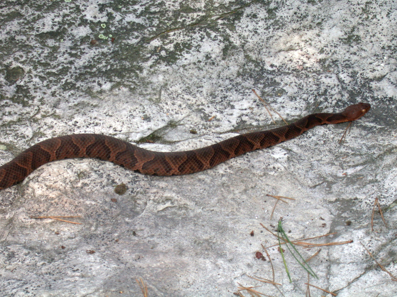 copperhead_close