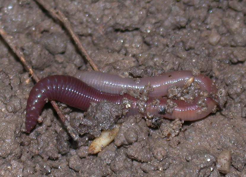 Lumbricidae