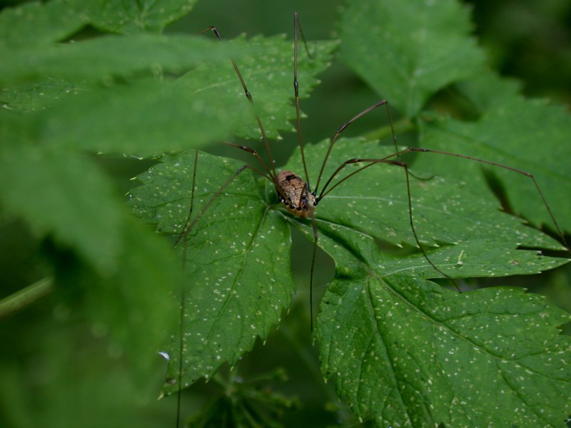 harvestman