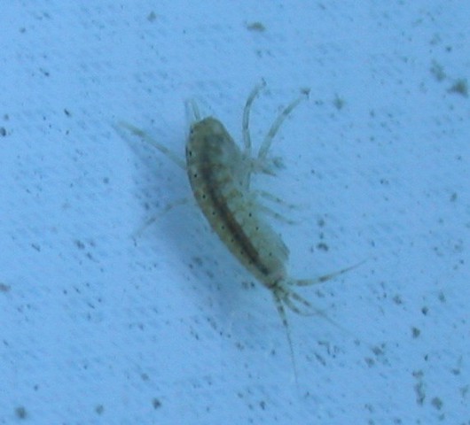 Photo of Amphipoda