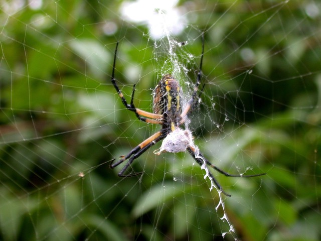 Photo of Argiope aurantia