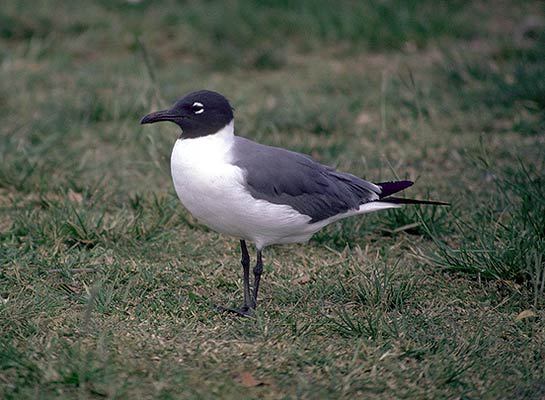 Larus