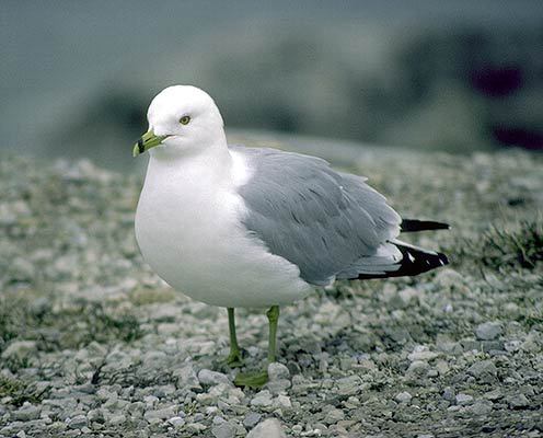 Larus