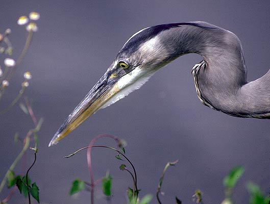 Ciconiiformes