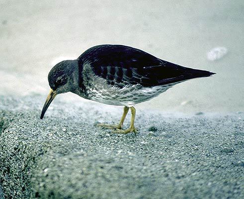 Calidris