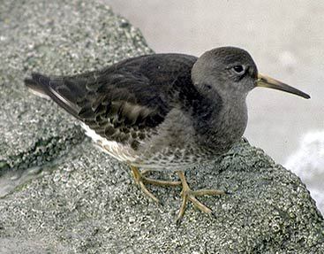 Calidris