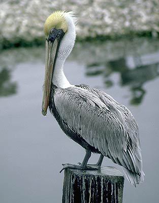 Pelecanus