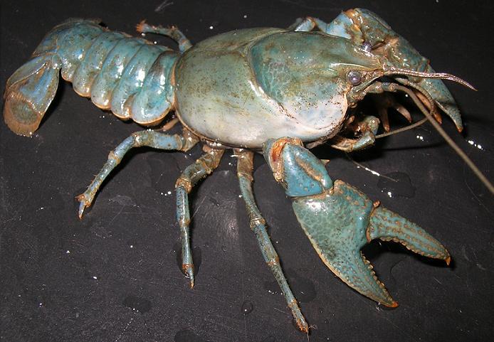 Crustacea