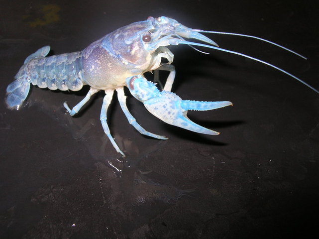 Photo of Orconectes immunis